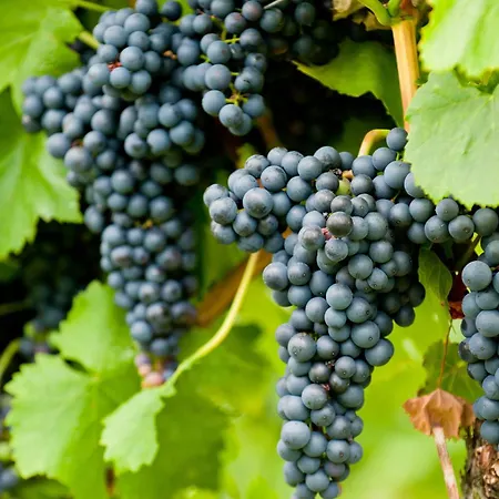 Wein- Und Sektgut Markus Hensler Guest house Briedel