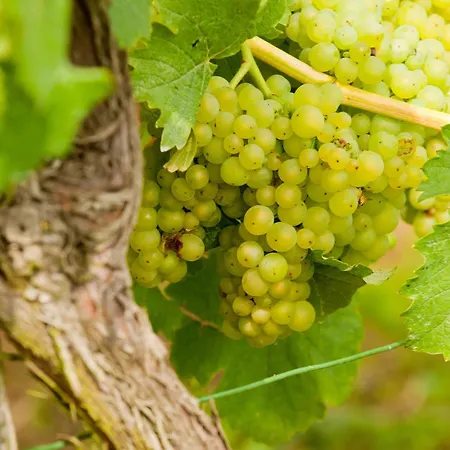 Wein- Und Sektgut Markus Hensler Guest house