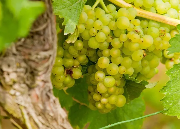 Wein- Und Sektgut Markus Hensler 게스트하우스